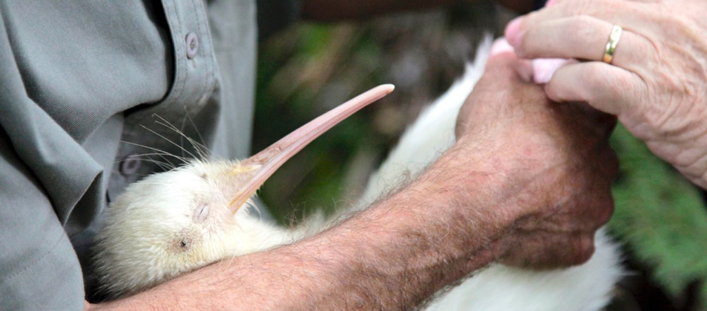 colorcote man holding kiwi doc